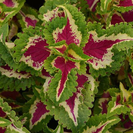 Rose Wizard, Coleus Seeds - Packet image number null
